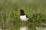 Scholekster (Haematopus ostralegus)