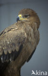 Schreeuwarend (Aquila pomarina)