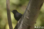 Senegalese Drongovliegenvanger (Melaenornis edolioides)