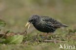 Spreeuw (Sturnus vulgaris)