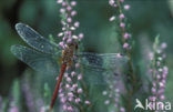 Steenrode heidelibel (Sympetrum vulgatum)