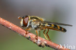 Stippel-elfje (Meligramma euchroma)