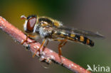 Stippel-elfje (Meligramma euchroma)