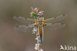 Viervlek (Libellula quadrimaculata)