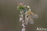 Viervlek (Libellula quadrimaculata)