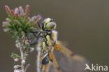 Viervlek (Libellula quadrimaculata)