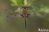 Viervlek (Libellula quadrimaculata)