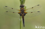 Viervlek (Libellula quadrimaculata)