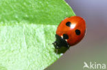 Vijfstippelig lieveheersbeestje (Coccinella quinquepunctata