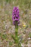 Vleeskleurige orchis (Dactylorhiza incarnata) 