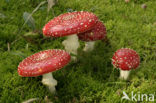 Vliegenzwam (Amanita muscaria)