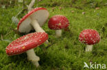 Vliegenzwam (Amanita muscaria)