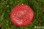 Vliegenzwam (Amanita muscaria)