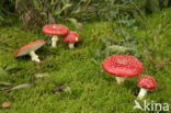 Vliegenzwam (Amanita muscaria)