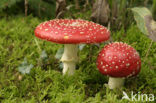 Vliegenzwam (Amanita muscaria)