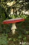 Vliegenzwam (Amanita muscaria)