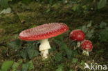 Vliegenzwam (Amanita muscaria)