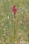 Vlinderorchis (Orchis papilionacea var. expansa)