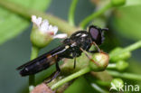 Vlinderstrikje (Pyrophaena rosarum)