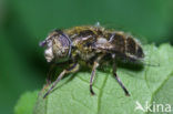 Weidevlekoog (Eristalinus sepulchralis)