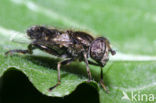 Weidevlekoog (Eristalinus sepulchralis)