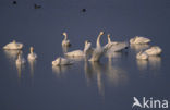 Wilde Zwaan (Cygnus cygnus)