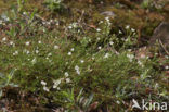 Zinkveldmuur (Minuartia verna)