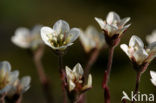 Zuiltjessteenbreek (Saxifraga oppositifolia)