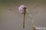 Zwarte heidelibel (Sympetrum danae)