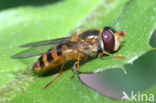 Zwarthaarbandzwever (Epistrophe nitidicollis)