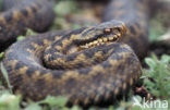 Adder (Vipera berus) 