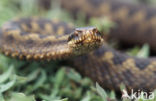 Adder (Vipera berus) 