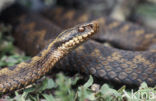 Adder (Vipera berus) 