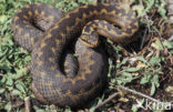 Adder (Vipera berus) 