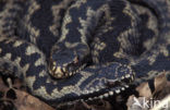 Adder (Vipera berus) 