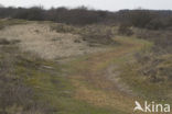 Amsterdamse waterleidingduinen