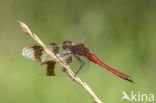 Bandheidelibel (Sympetrum pedemontanum) 