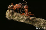 Behaarde rode bosmier (Formica rufa)