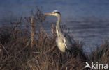 Blauwe Reiger (Ardea cinerea)