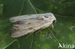 Bleke grasworteluil (Apamea lithoxylaea)