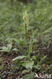 Bleke orchis (Orchis pallens)