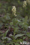 Bleke orchis (Orchis pallens)