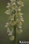 Bleke orchis (Orchis pallens)