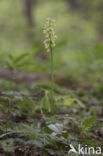 Bleke orchis (Orchis pallens)