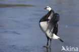 Brandgans (Branta leucopsis)