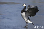 Brandgans (Branta leucopsis)