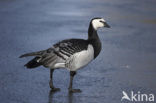 Brandgans (Branta leucopsis)