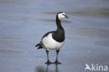 Brandgans (Branta leucopsis)