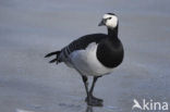 Brandgans (Branta leucopsis)