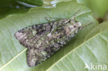 Bruine groenuil (Anaplectoides prasina)